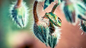 Marion expose ses macrophotographies et met la biodiversité à