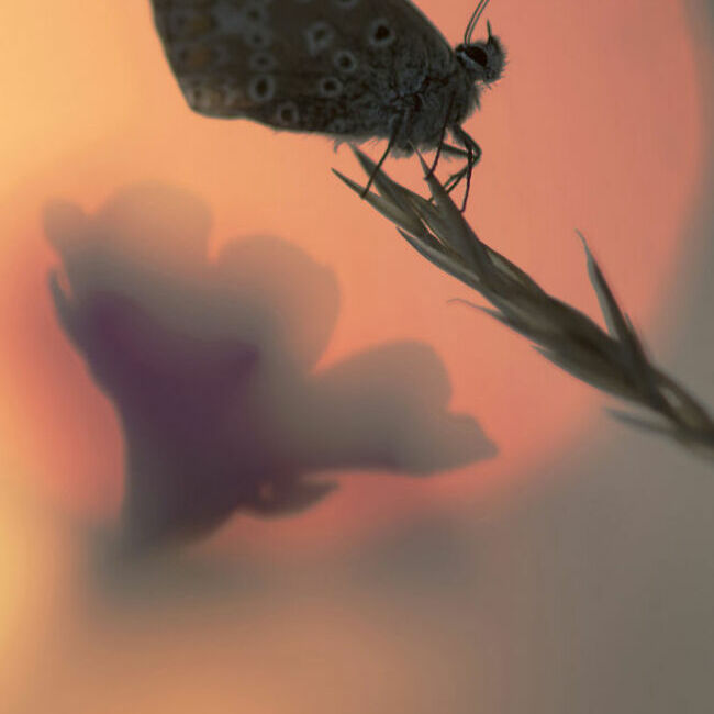 Papillon d'un autre monde