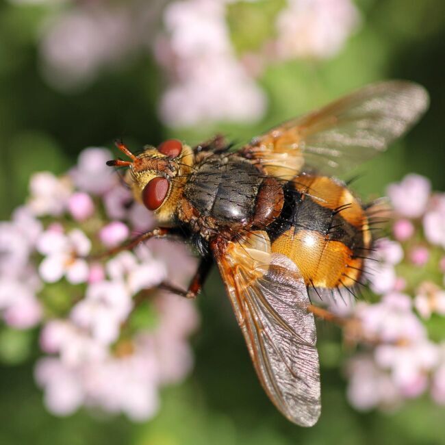 TACHINAIRE HERISSONNE