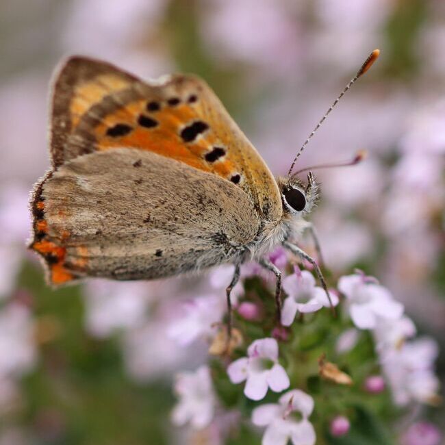 PAPILLON CUIVRÉ