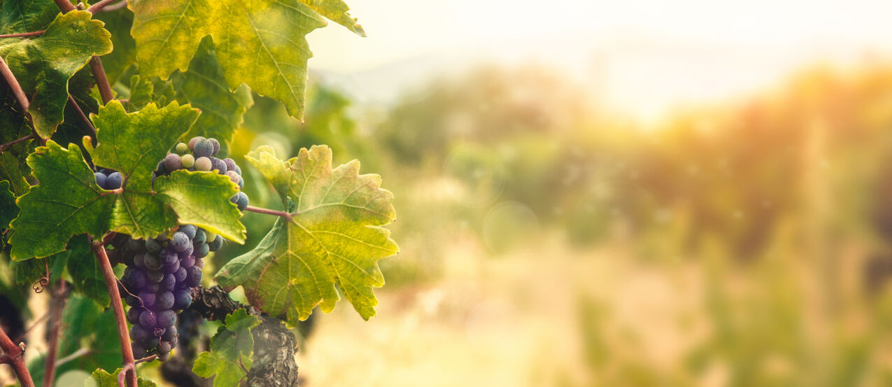 Le vignoble de Bourgogne