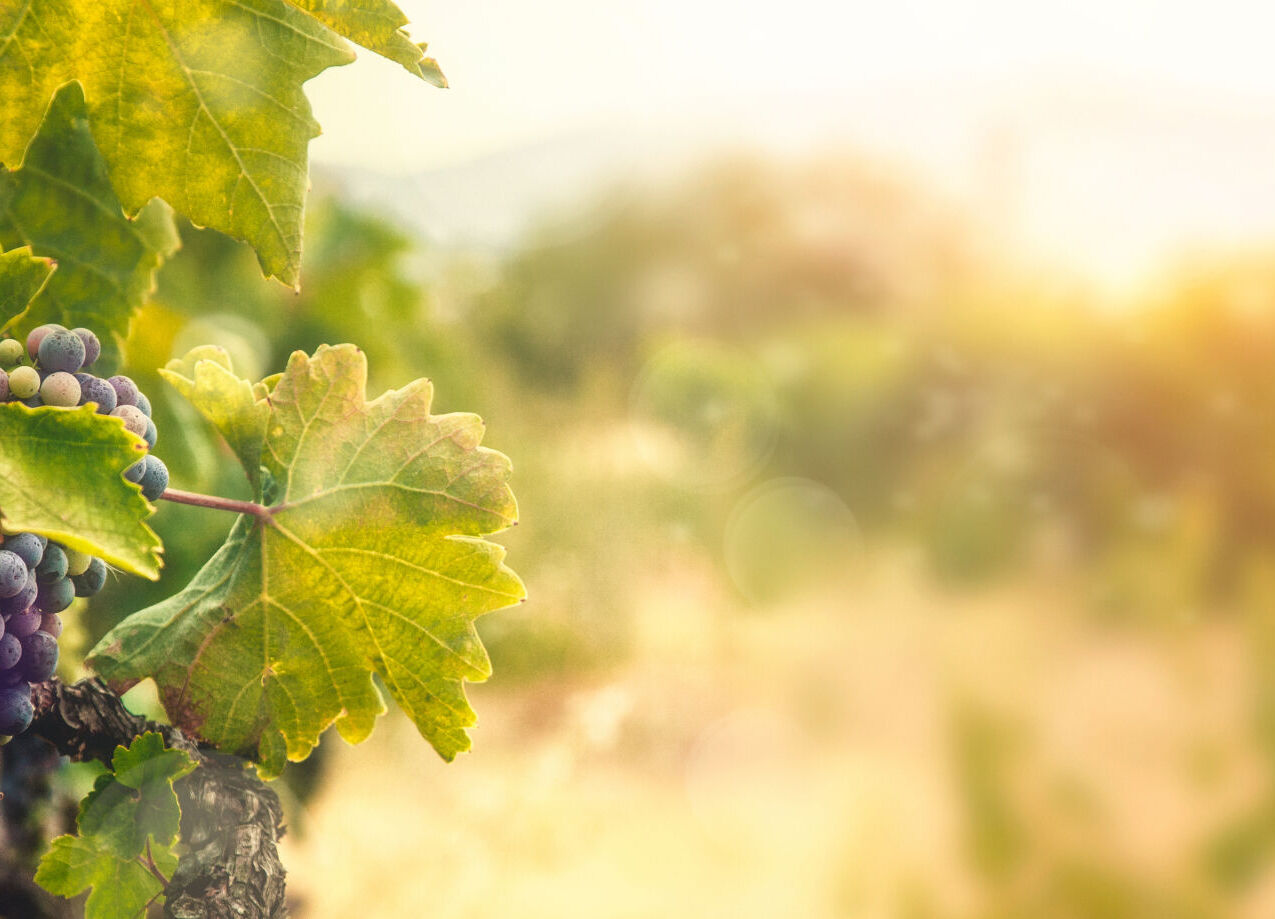 Le vignoble de Bourgogne