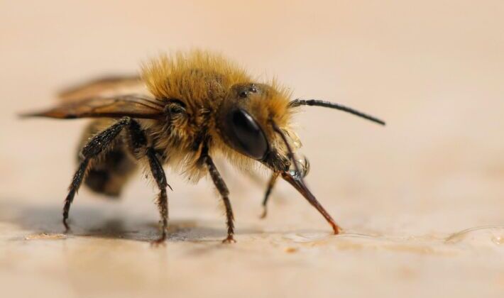 INSECTES EN MACRO