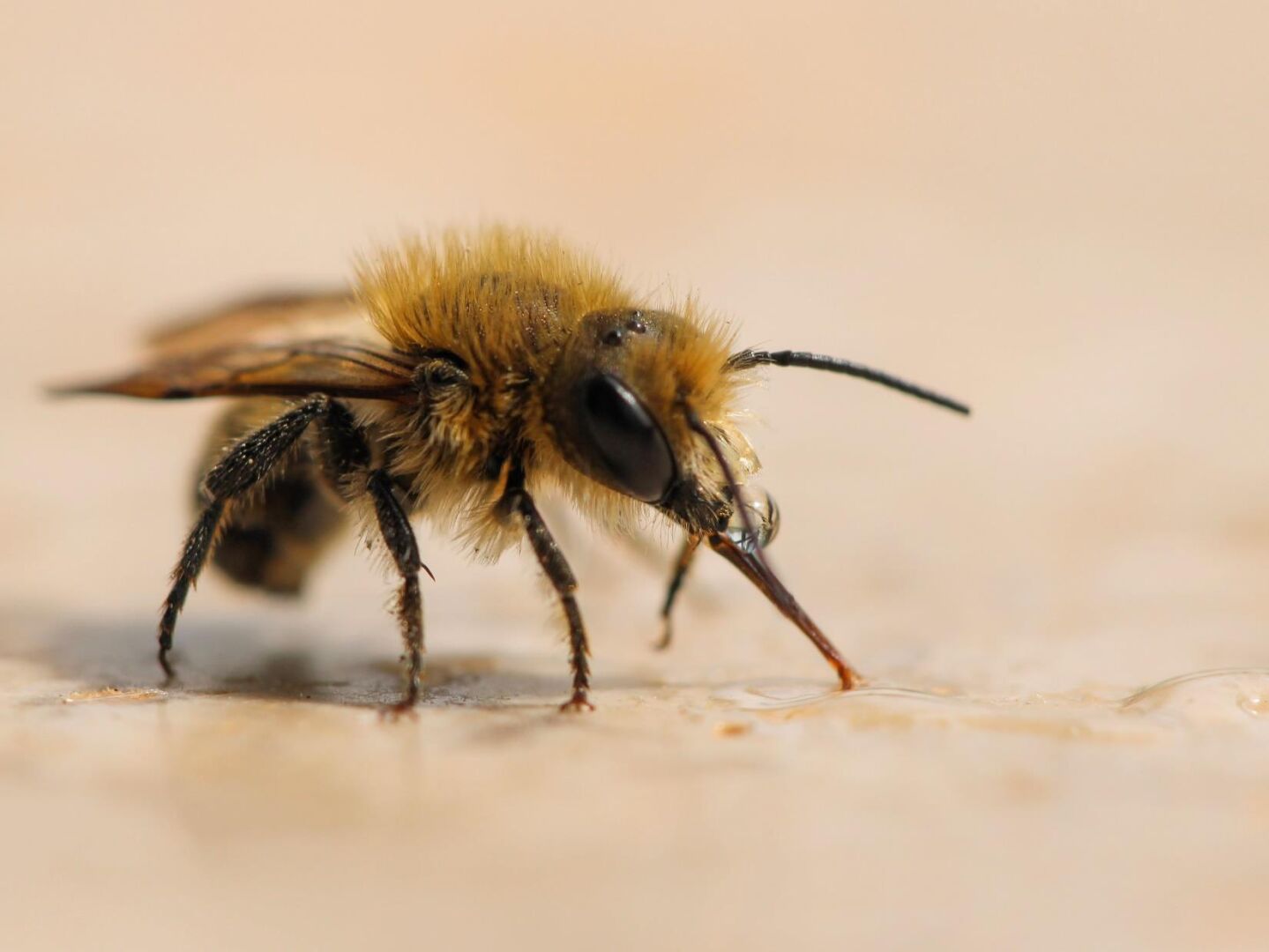 Photo animalière réalisée dans le cadre de la formation photo #edaaPIX