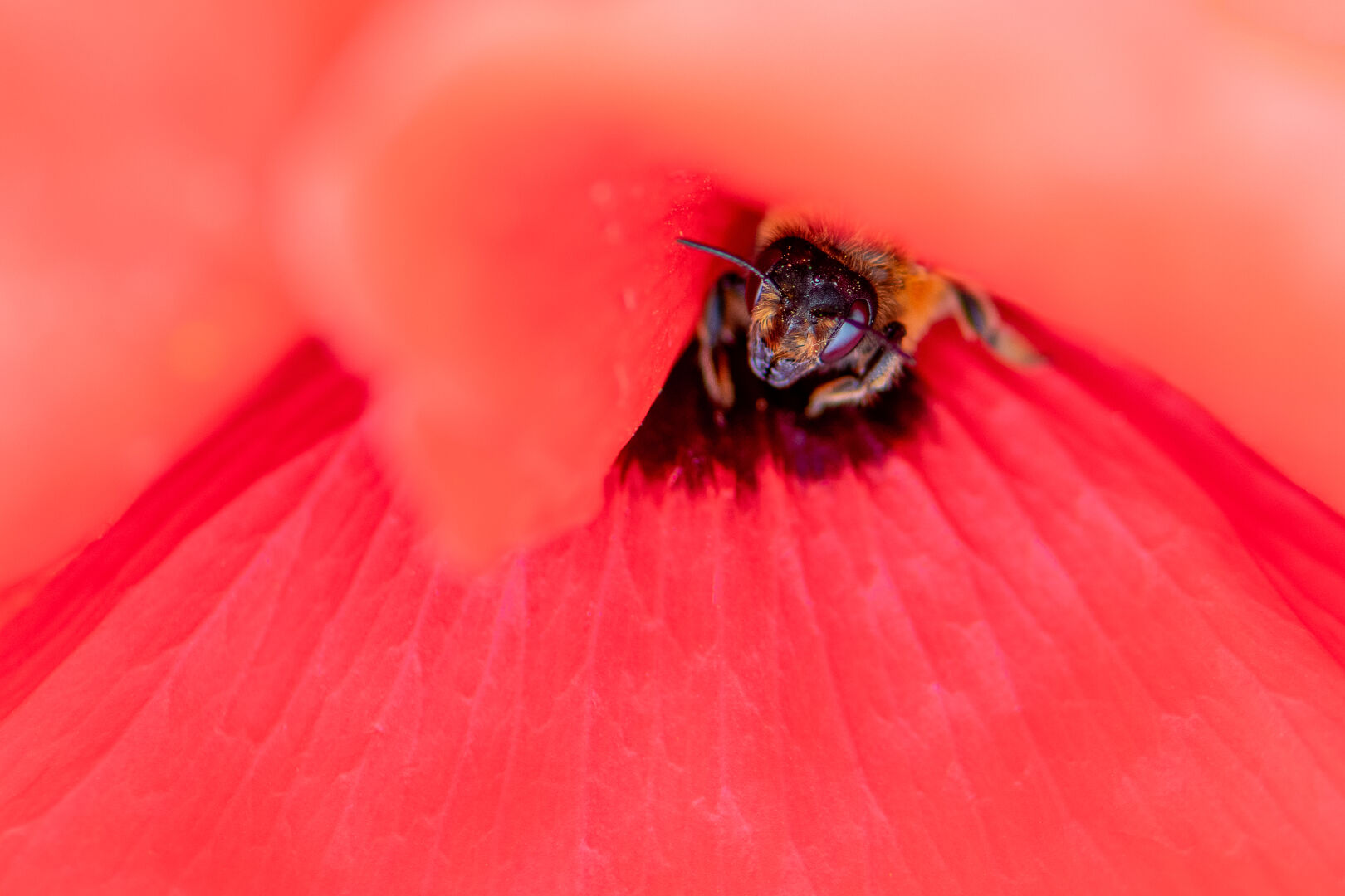 Srie Macro Photographie prsente au Salon de la Photo  Paris