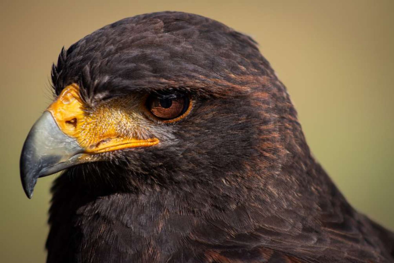 Exercice de photographie animalière