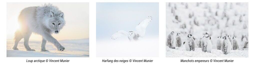 photos animalires par Vincent Munier