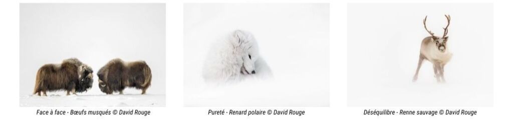 Photos animalires par David Rouge