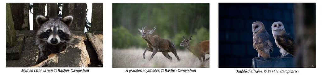 Photos animalires par Bastien Campistron