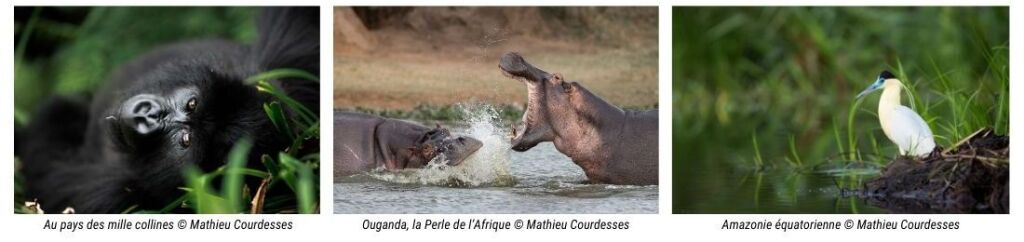 Photos animalires par Mathieu Courdesses