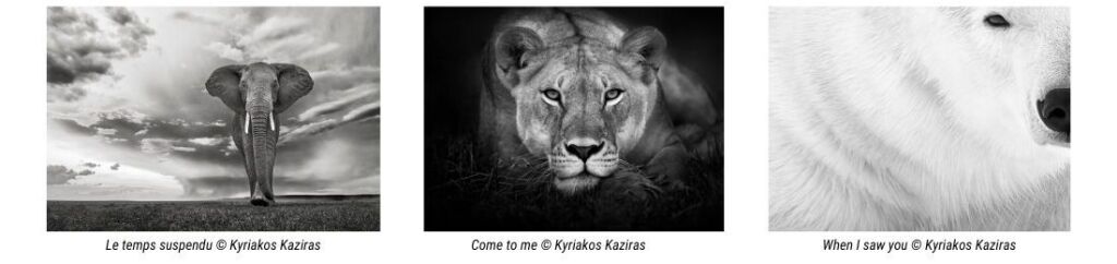 Photos animalires par Kyriakos Kaziras