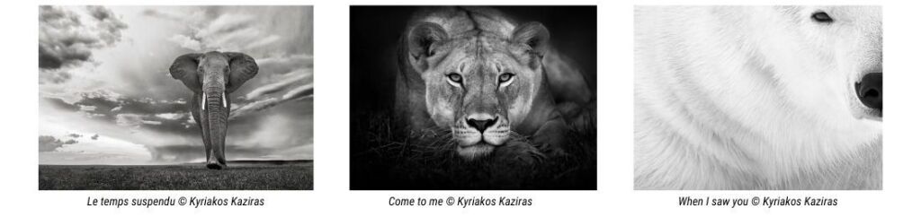 Photos animalires par Kyriakos Kaziras