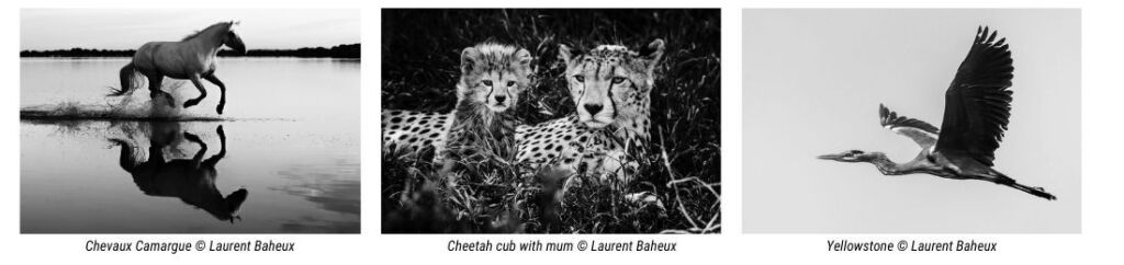 Photos animalires par Laurent Baheux