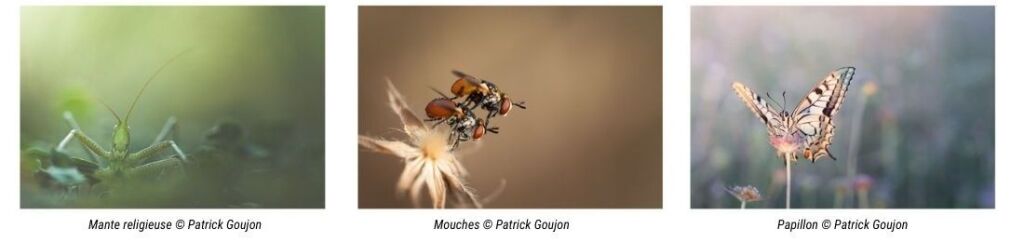 Photos animalires par Patrick Goujon