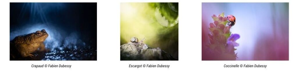 Photos animalires par Fabien Dubessy