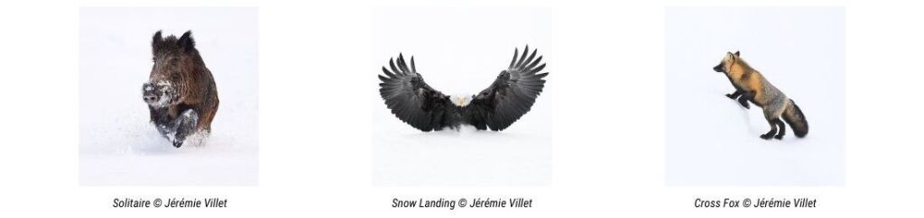 Photos animalires par Jrmie Villet