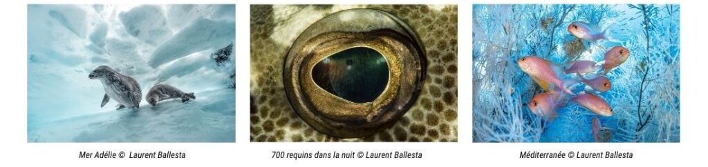 Photos animalires par Laurent Ballesta