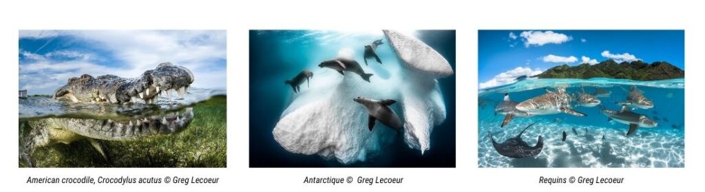 Photos animalires par Greg Lecoeur