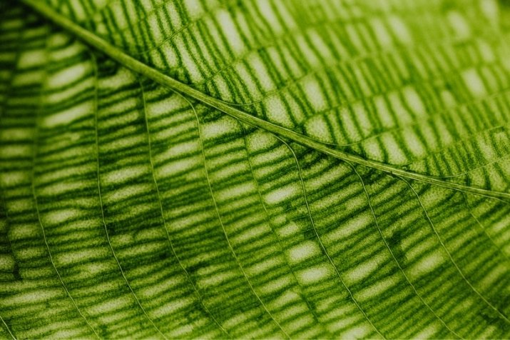 la macrophotographie