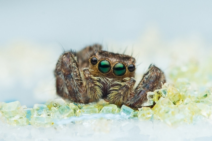 photos macro