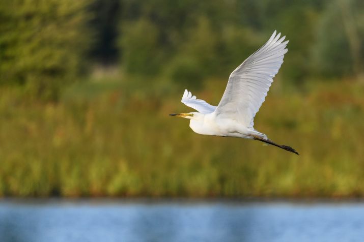 parcs et r�serves ornithologiques