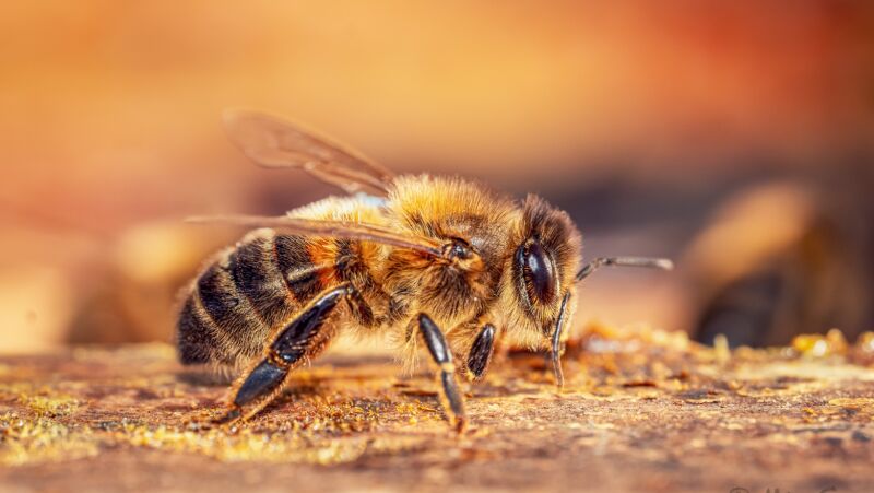 insecte