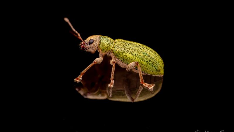 insecte
