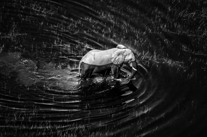 Laurent Baheux